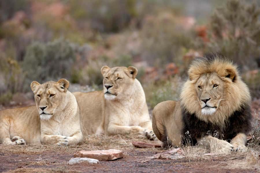 From Cape Town: Aquila Game Reserve Safari Tour with Lunch - Lunch + Wildlife Timing: How the Day Stays Comfortable