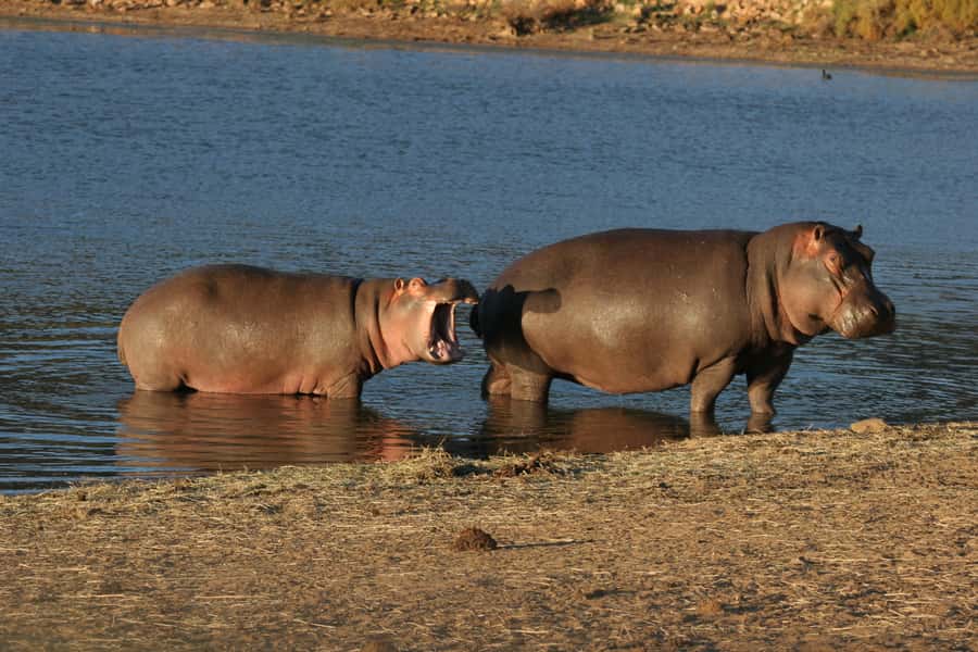 From Cape Town: Aquila Game Reserve Safari Tour with Lunch - Price and Value: Is $342 a Fair Deal?