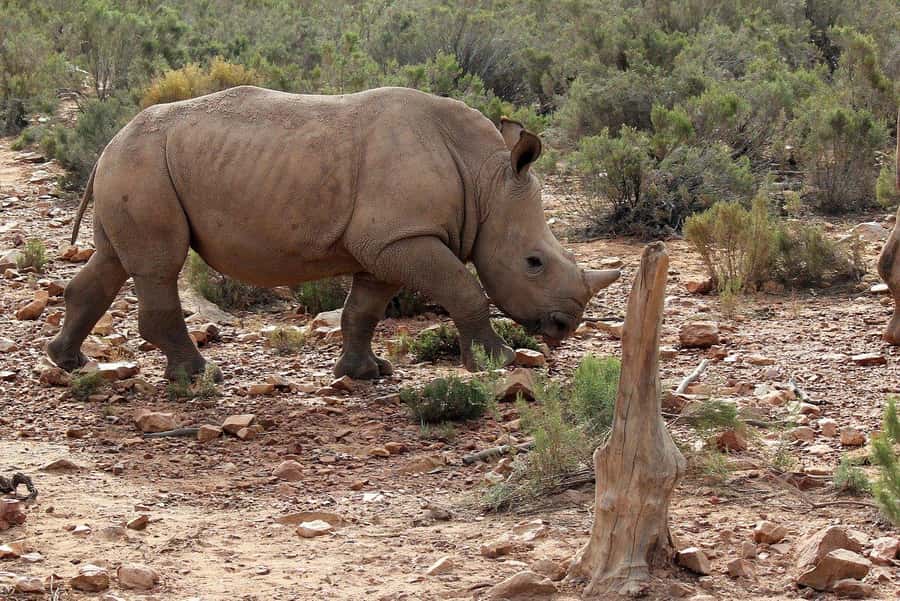 From Cape Town: Aquila Game Reserve Safari Tour with Lunch - Should You Book This Aquila Safari From Cape Town?