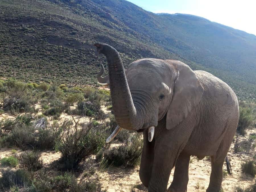 From Cape Town: Aquila Game Reserve Sunset Game Drive - Key things I’d watch for before you go