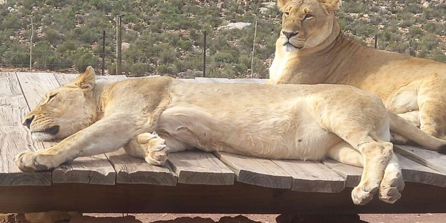 From Cape Town: Aquila Game Reserve Sunset Game Drive - Who should book this Aquila sunset drive?