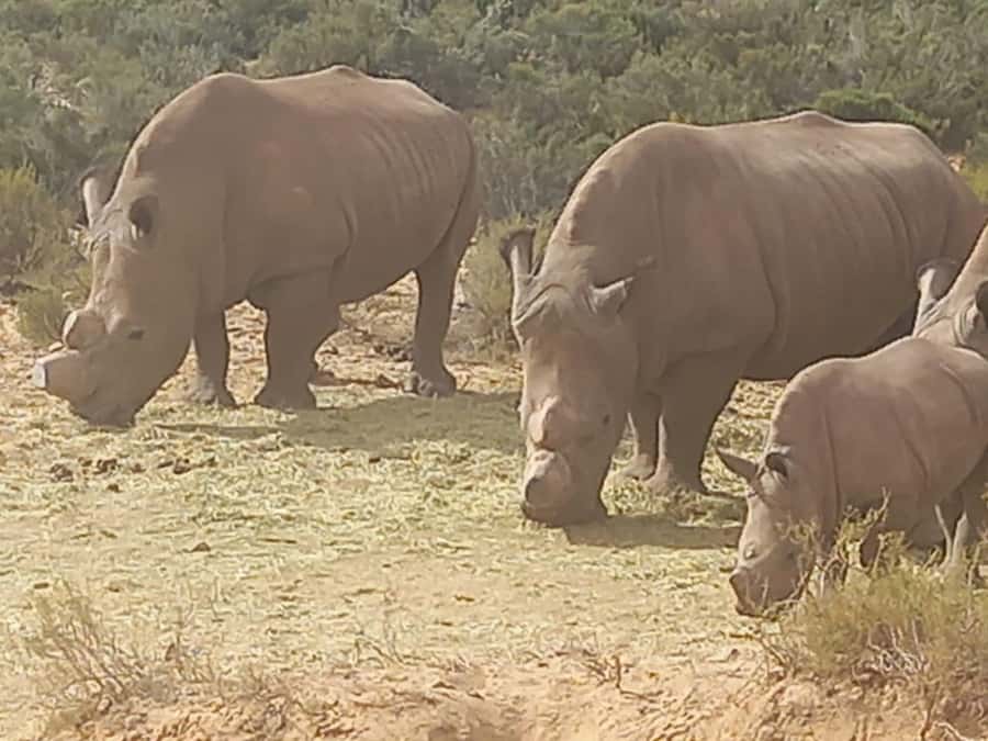 From Cape Town: Aquila Game Reserve Sunset Game Drive - From Cape Town’s coast to the Karoo: how the drive shapes the whole day