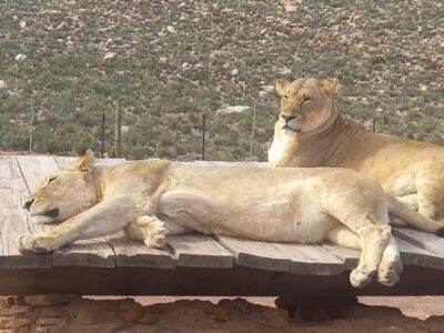 From Cape Town: Aquila Game Reserve Sunset Game Drive - Cape Town orientation and 1-hour wine stop: a breather before you go wild