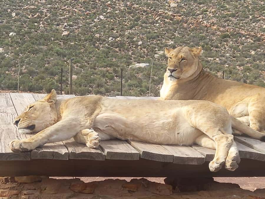 From Cape Town: Aquila Game Reserve Sunset Game Drive - Cape Town orientation and 1-hour wine stop: a breather before you go wild