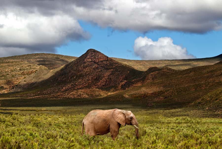 From Cape Town: Big Five Game Reserve with Lunch - Key highlights that matter
