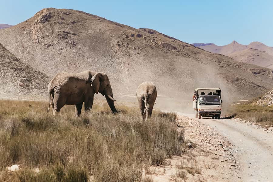 From Cape Town: Big Five Game Reserve with Lunch - Price and Value at $236 Per Person