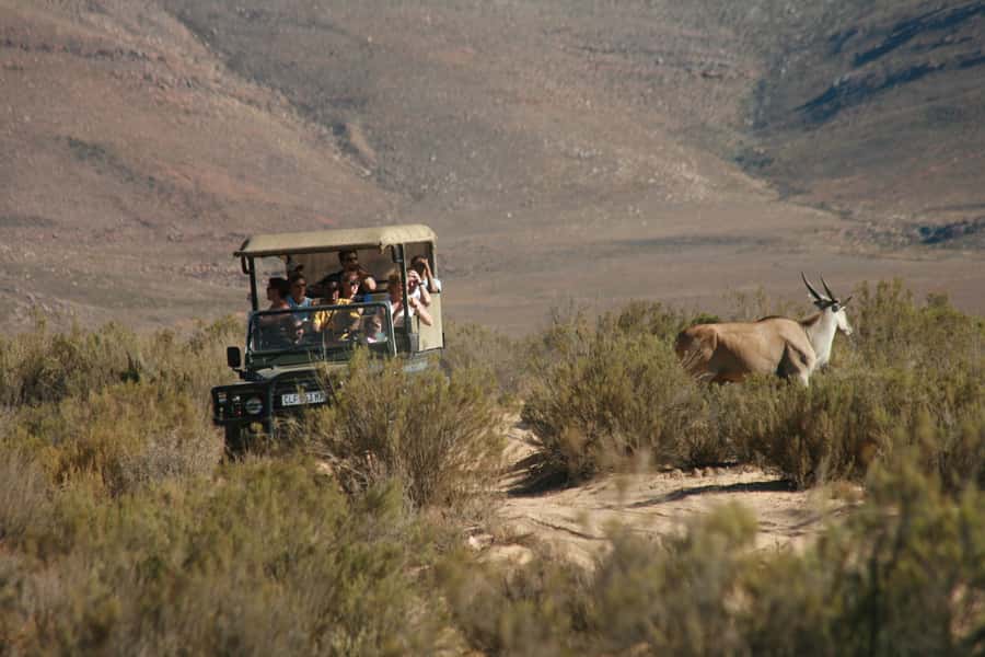 From Cape Town: Big Five Game Reserve with Lunch - Arriving at Aquila: Lodge Time Before the Safari