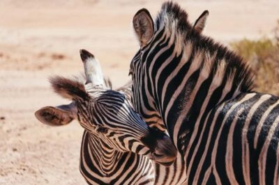 From Cape Town: Big Five Game Reserve with Lunch - Cape Town Pickup and the Hex River Valley Route
