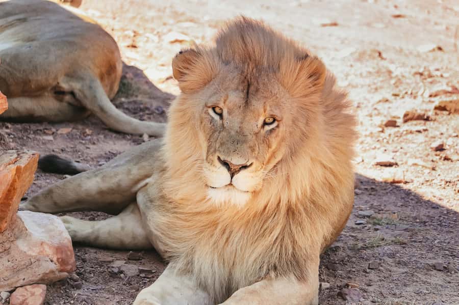 From Cape Town: Big Five Game Reserve with Lunch - The Open-Vehicle Game Drive: How to Spot Lions, Rhinos, and More