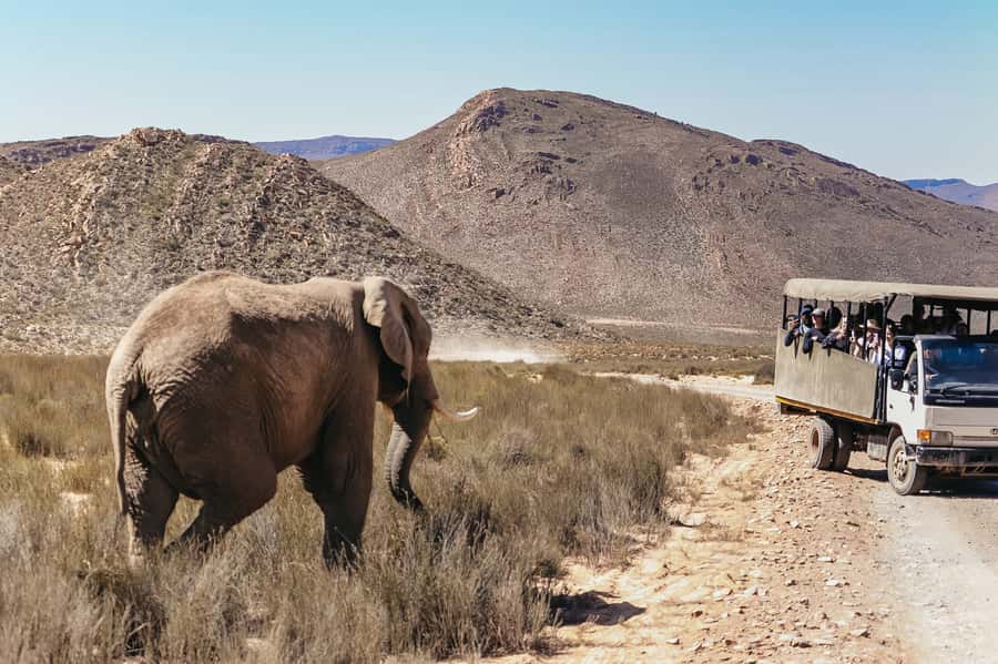 From Cape Town: Big Five Game Reserve with Lunch - Lunch at the Lodge: A Real Reset, Not Just a Meal