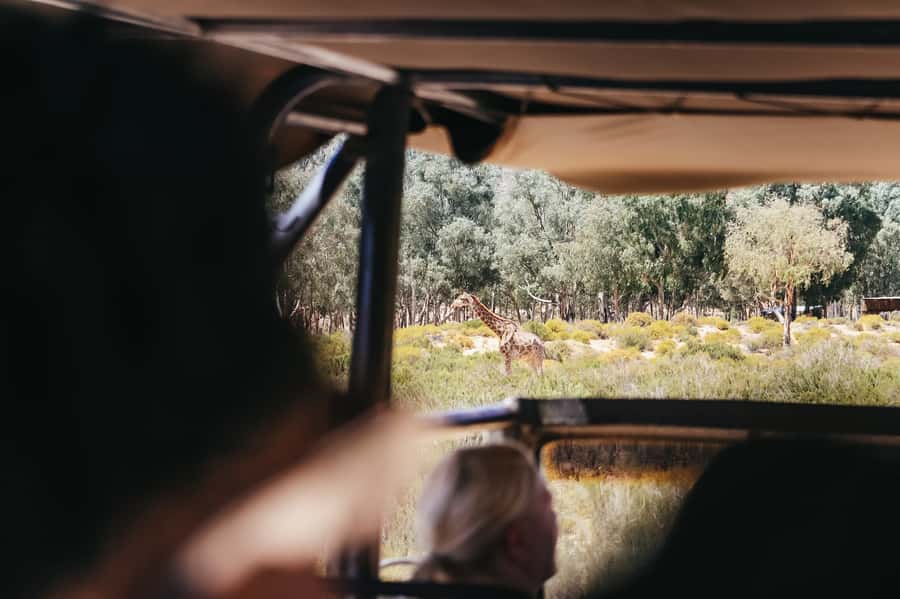 From Cape Town: Big Five Game Reserve with Lunch - Big Five Odds: What You Can Expect to See