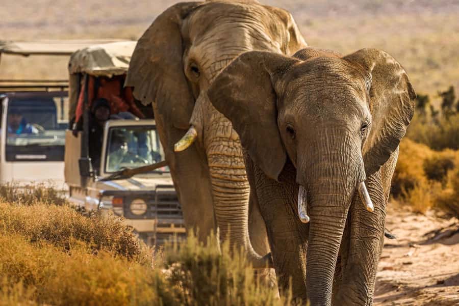 From Cape Town: Big Five Safari Experience with Lunch - Cape Town pickup at 08H50: how the day starts