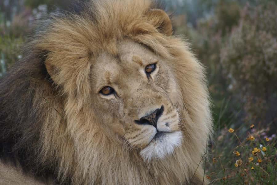 From Cape Town: Big Five Safari Experience with Lunch - Halal buffet lunch: where the day gets comfortable