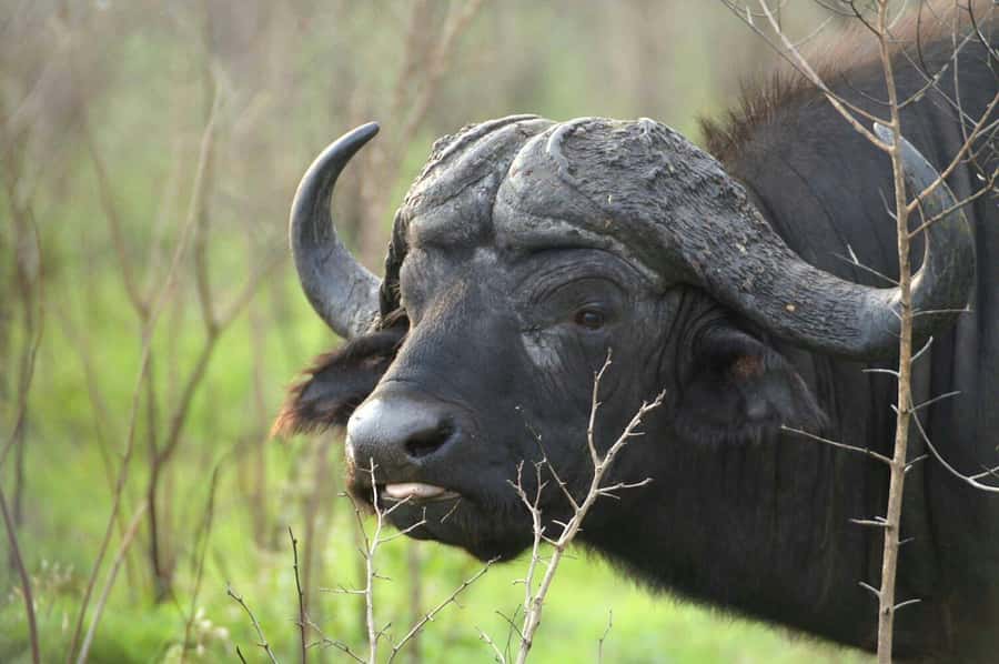 From Cape Town: Big Five Safari Experience with Lunch - Guides like Collen and drivers like Dudu: what good guiding changes