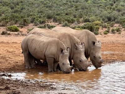 From Cape Town: Big Five Safari Experience with Lunch - The ranger-led Big Five game drive: 2.5 to 3 hours in the truck