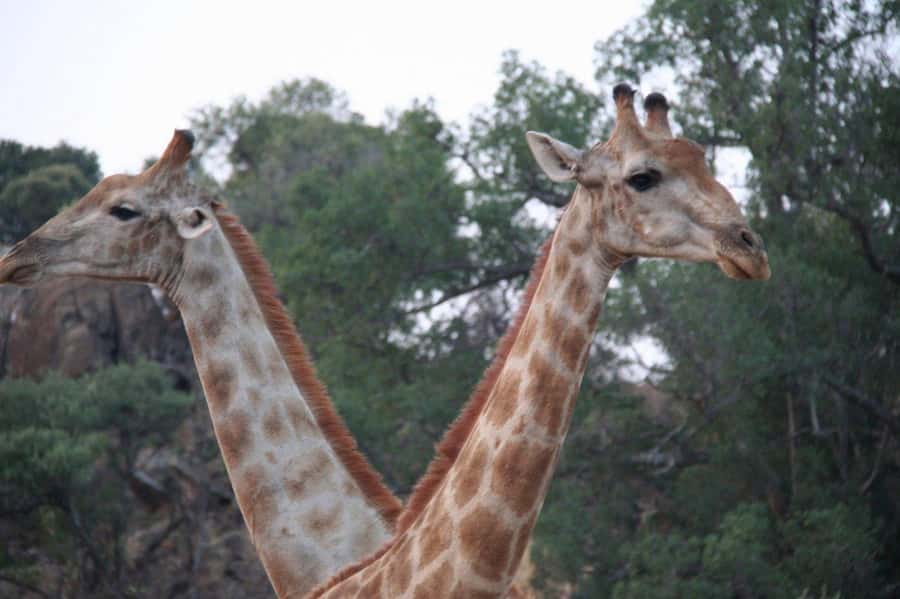 From Cape Town: Big Five Safari Experience with Lunch - What you’ll see: Big Five goals plus real-world variety