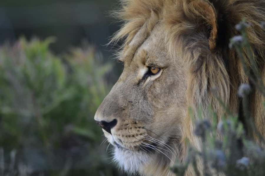 From Cape Town: Big Five Safari Experience with Lunch - What to bring so the day feels easy