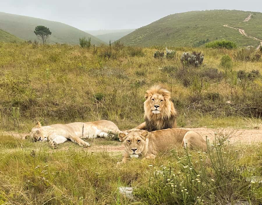 From Cape Town: South African Wildlife and Safari 2-Day Tour - Key Things You’ll Notice Right Away