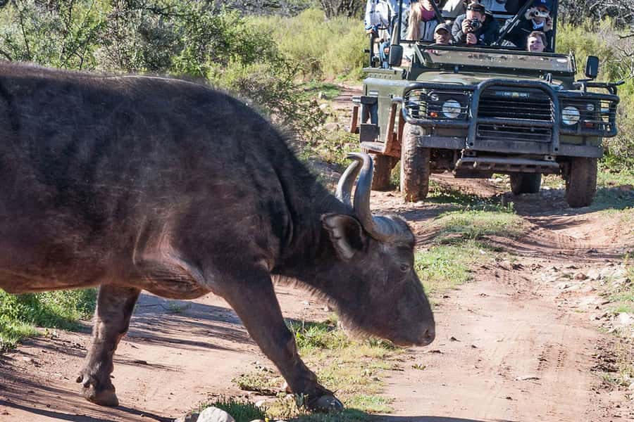 From Cape Town: South African Wildlife and Safari 2-Day Tour - Who Should Book, and Who Should Skip This One