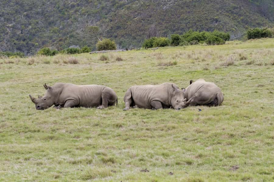 From Cape Town: South African Wildlife and Safari 2-Day Tour - Two Days of Wild Animals and Starry Klein Karoo Nights