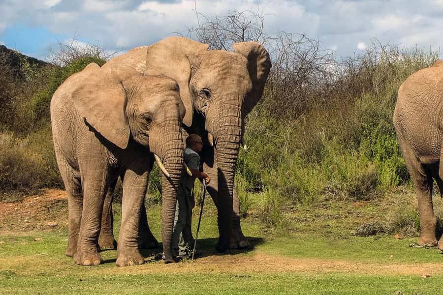 From Cape Town: South African Wildlife and Safari 2-Day Tour - Buffelsdrift Bush Drive: Smaller Wildlife, Closer Looking
