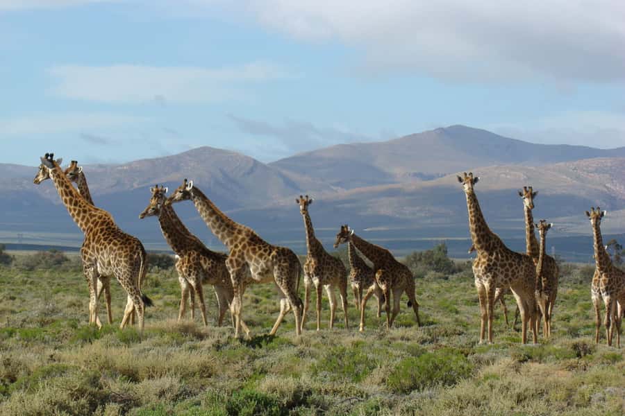 From Cape Town: South African Wildlife and Safari 2-Day Tour - Route 62 Return: Long Drive, Beautiful Stops