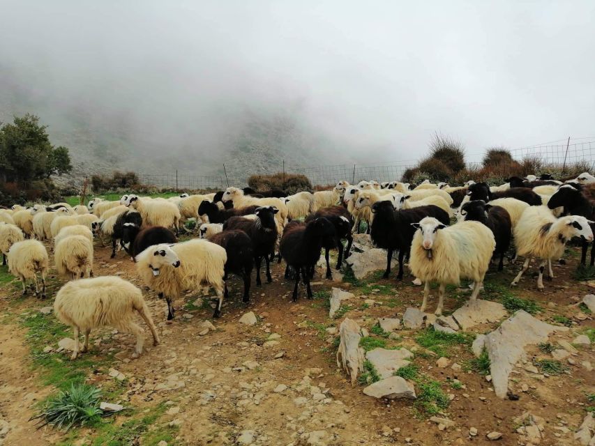 From Chania: White Mountains Land Rover Safari - The Mitato Stop: Shepherding Life and Graviera Cheese Up Close