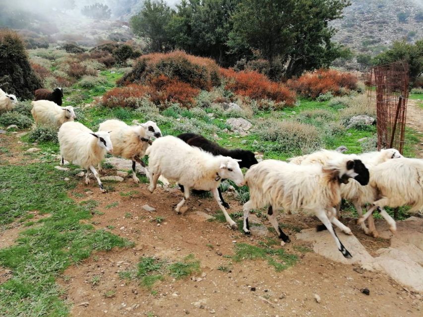 From Chania: White Mountains Land Rover Safari - The Return Route via Therisso Gorge: Produce Tasting and a Final Scenic Finish
