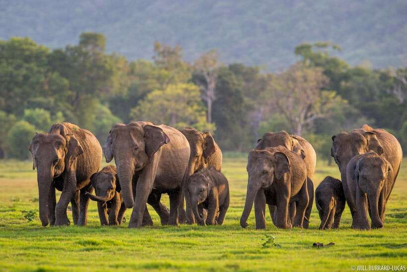 From Colombo: Sigiriya & Dambulla Day Tour with Safari - Key Points to Know Before You Go