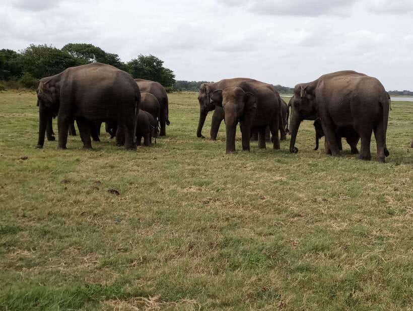 From Colombo: Sigiriya & Dambulla Day Tour with Safari - Village time with a real lunch and hands-on crafts