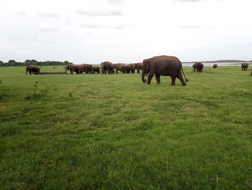 From Colombo: Sigiriya & Dambulla Day Tour with Safari - Jeep safari odds: when and where you might see elephants