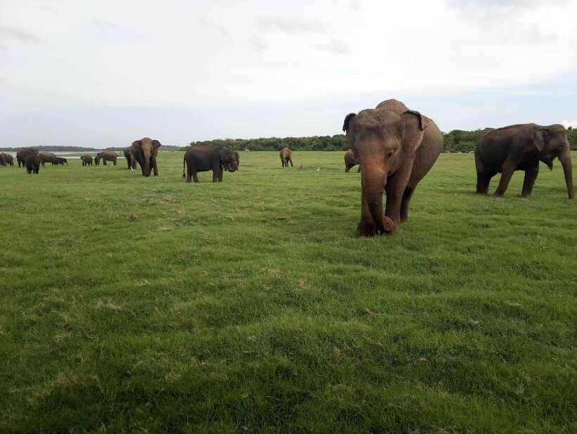 From Colombo: Sigiriya & Dambulla Day Tour with Safari - Batik and silk shopping breaks without the hard sell