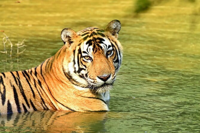 From Delhi: 4 Day Golden Triangle and Tiger Safari Private Tour - Key things that make this tour work (and for whom)