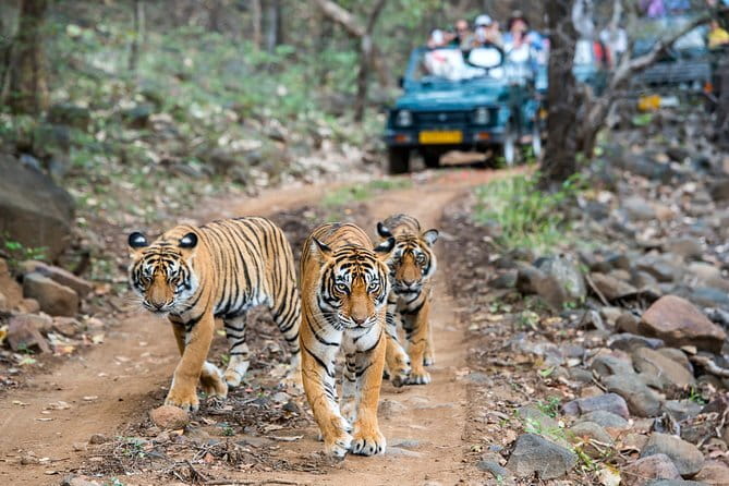From Delhi: 4 Day Golden Triangle and Tiger Safari Private Tour - Jaipur on a single day: palaces, viewpoints, and the famous facades