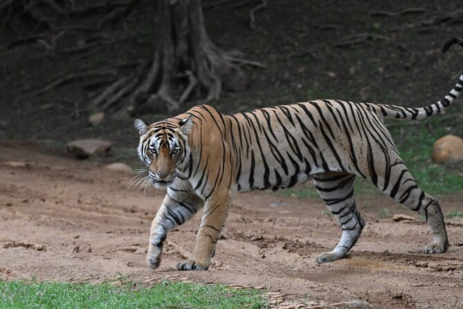 From Delhi: 4 Day Golden Triangle and Tiger Safari Private Tour - Price and value: is $259 per person fair for this mix?