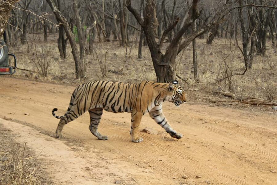 From Delhi: 4-Day Golden Triangle & Ranthambore Tiger Safari - Key highlights I’d plan around