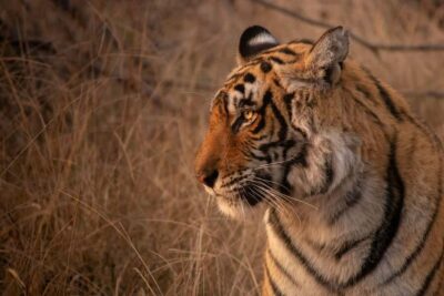 From Delhi: 4-Day Golden Triangle & Ranthambore Tiger Safari - Day 1 in Delhi to Agra: Qutub Minar, Lotus Temple, and stepwell time