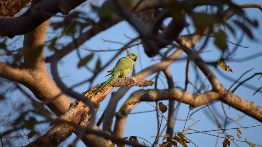 From Delhi: 4-Day Golden Triangle & Ranthambore Tiger Safari - Hotels and transport: comfort, safety, and the reality of twin-sharing