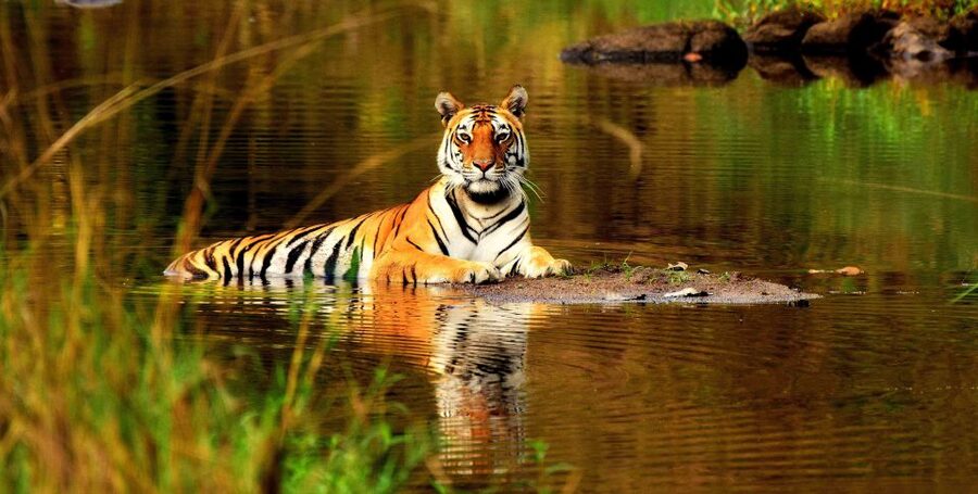 From Delhi: 5-Day Tiger Safari & Golden Triangle Tour - Quick Highlights You Should Care About