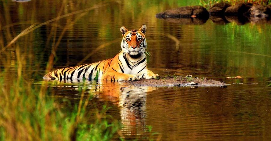 From Delhi: 5-Day Tiger Safari & Golden Triangle Tour - Day 3: Ranthambore Safari Routine, Morning vs Post-Lunch Reality