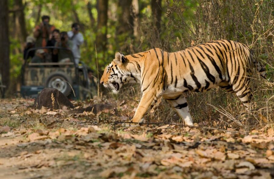 From Delhi: 5-Day Tiger Safari & Golden Triangle Tour - Day 4: Jaipur’s Pink City Half-Day Circuit (Jal Mahal, Jantar Mantar, Hawa Mahal)