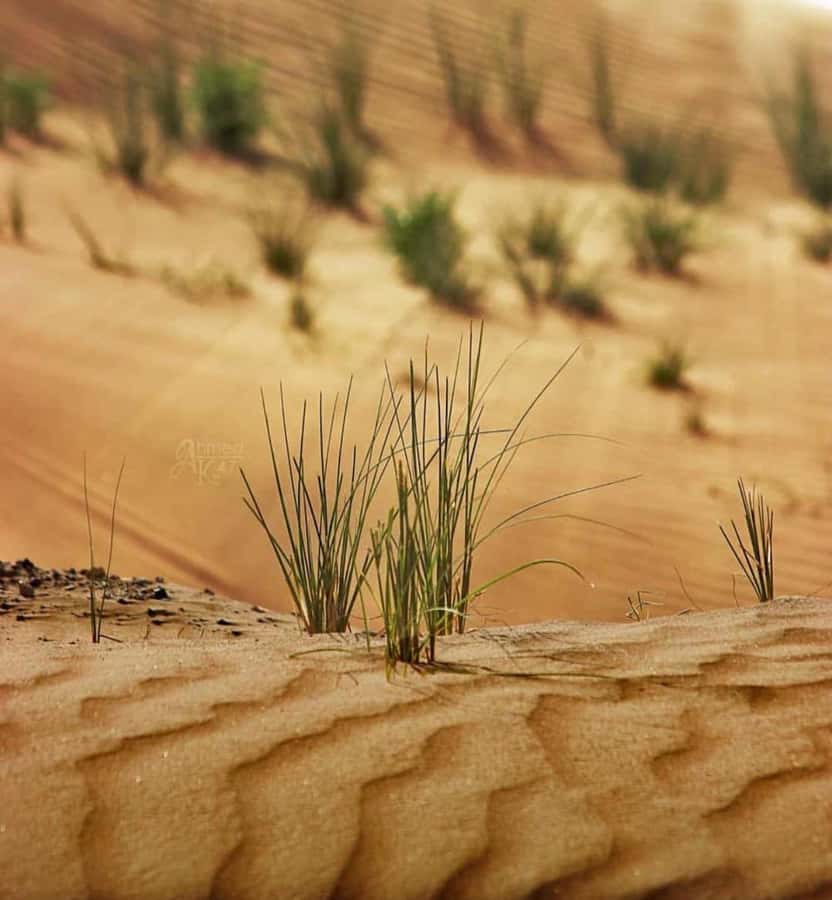 From Doha: Sunrise or Sunset Safari with Sand Boarding - Who Should Book This Safari (and Who Should Skip It)