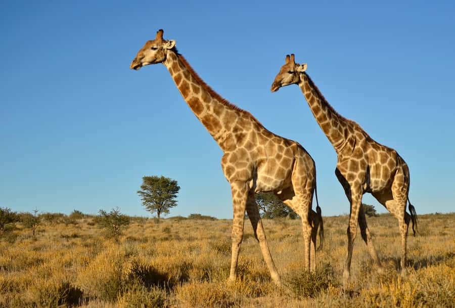 From Durban: Half-Day Safari Tour - Durban to Tala in a 6-hour safari window