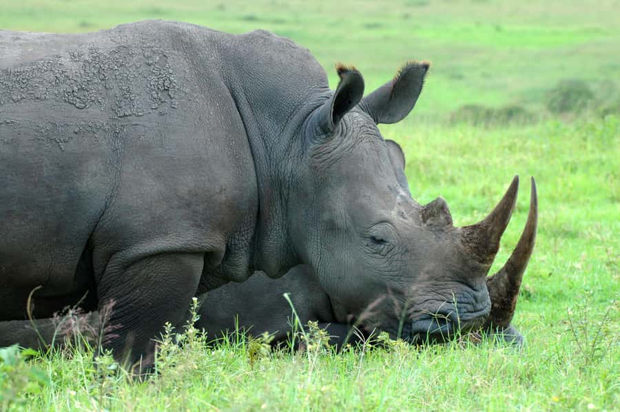 From Durban: Half-Day Safari Tour - More than big animals: 370+ bird species at Tala