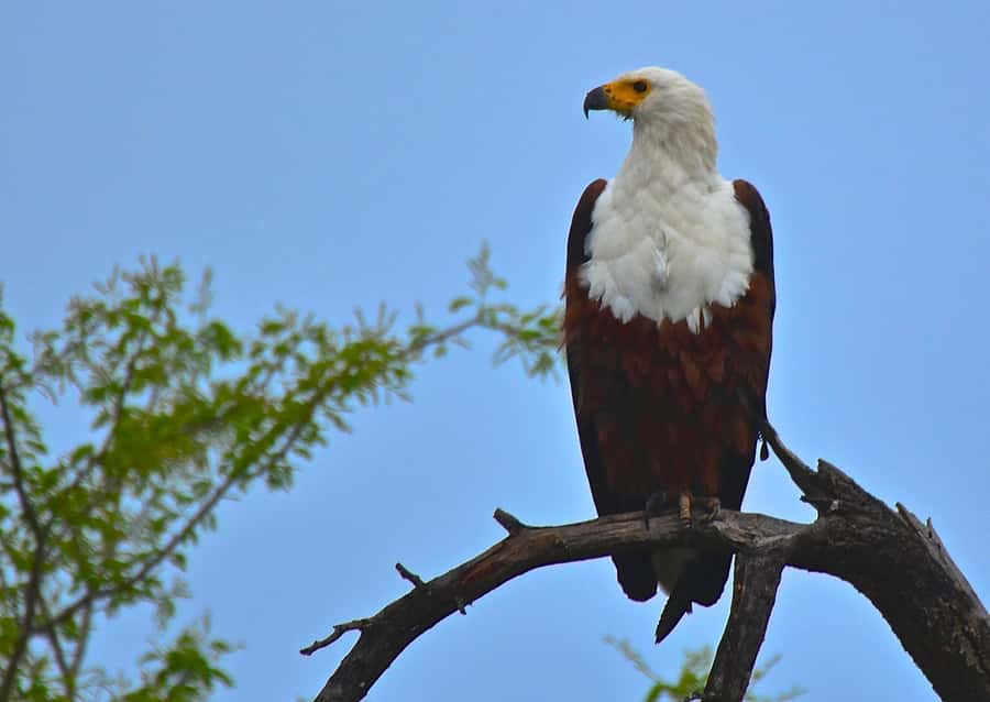 From Durban: Half-Day Safari Tour - African Raptor Centre: 100+ non-releasable birds of prey