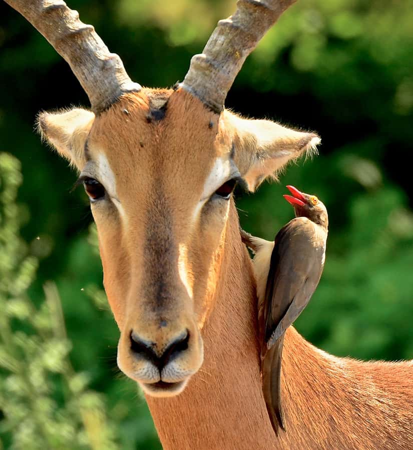 From Durban: Half-Day Safari Tour - FAQ