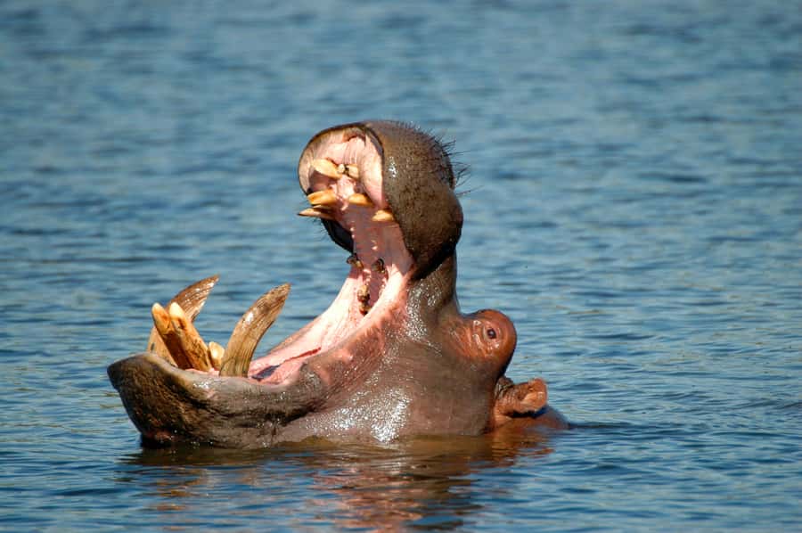 From Durban: Half-Day Safari Tour - Tala Private Game Reserve: rhinos, giraffes, hippos, and more