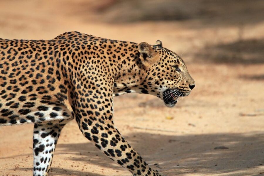 From Ella: Drop to Tangalle/Hiriketiya/Mirissa & Yala Safari - Key points worth clocking before you go