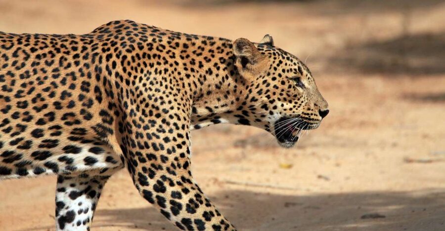 From Ella: Drop to Tangalle/Hiriketiya/Mirissa & Yala Safari - The Yala jeep safari: how you’ll actually spot animals