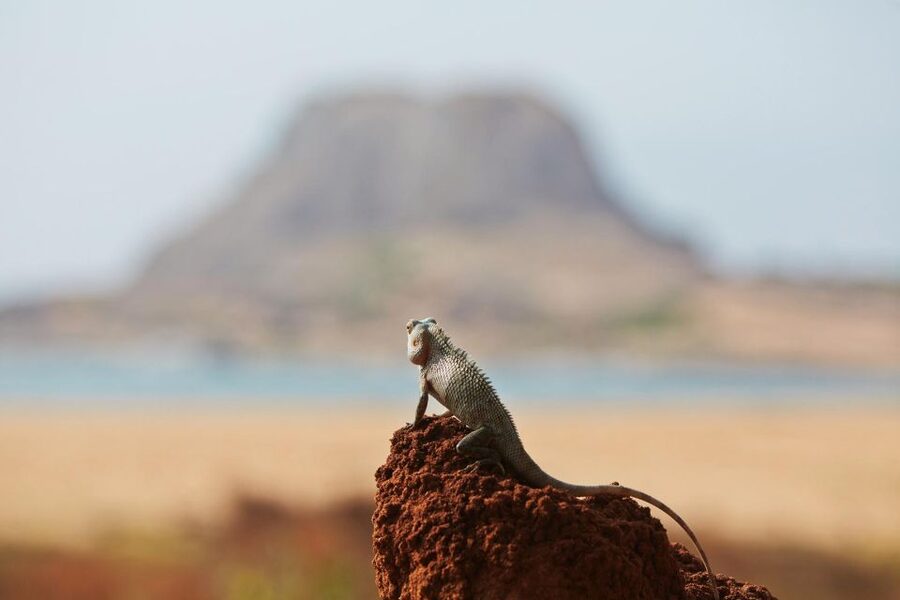 From Ella: Drop to Tangalle/Hiriketiya/Mirissa & Yala Safari - Leopard chances: what guides and timing change